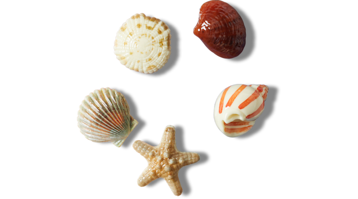 

She Sells Seashells 5 Pack