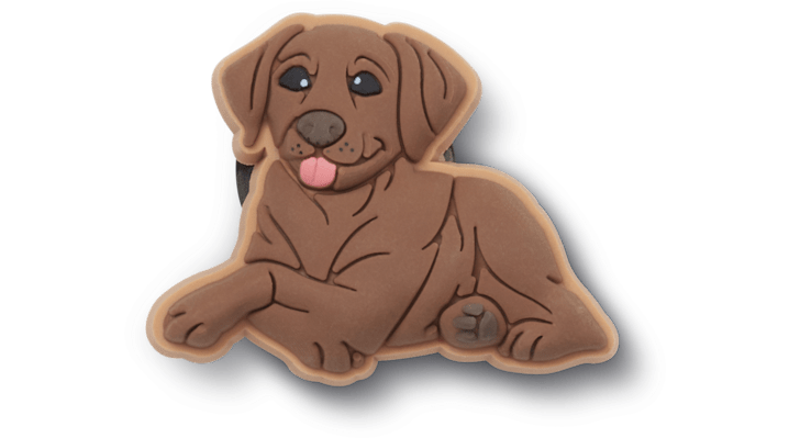 

Brown Lab Puppy