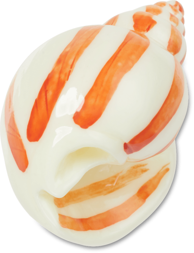 Natural Conch Shell