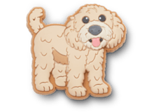 Golden Doodle Puppy;