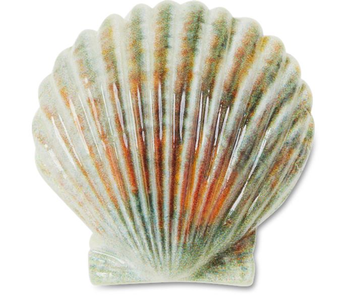  Natural Seashell - charm view - Jibbitz