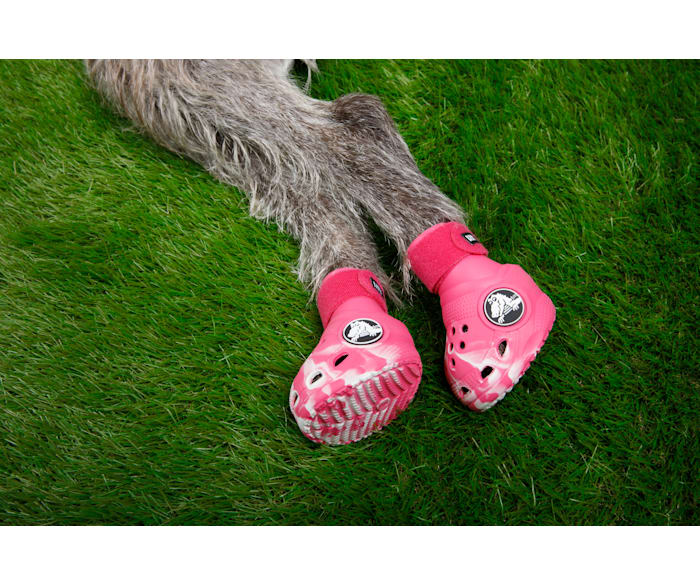 Crocs for dogs for sale shop