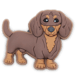 Dachshund Puppy